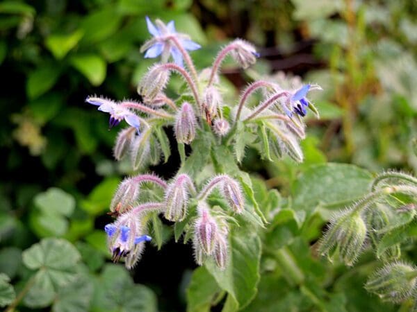 A close up of the flowers on a plant