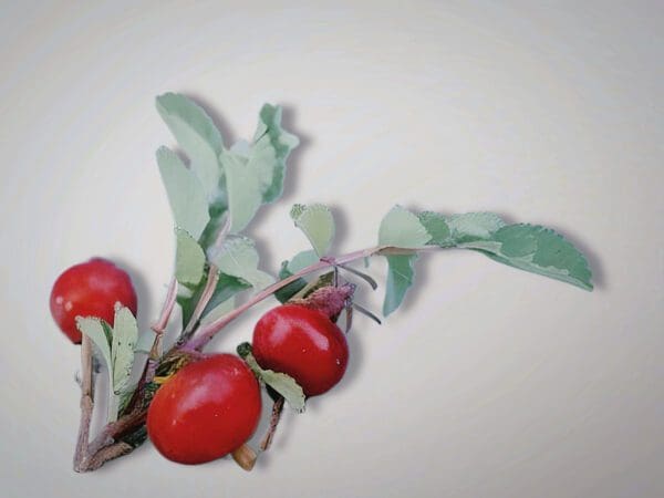 A close up of some tomatoes on the vine