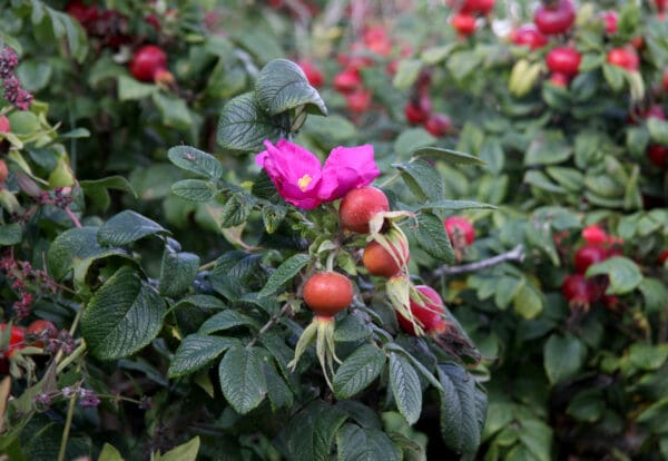 A bush of flowers with red berries and green leaves.