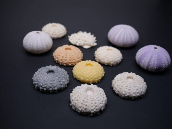 A group of different colored sea urchins on top of a table.