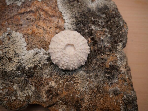 A white sea urchin sitting on top of a rock.