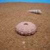 A pink sea urchin and shell on the sand.