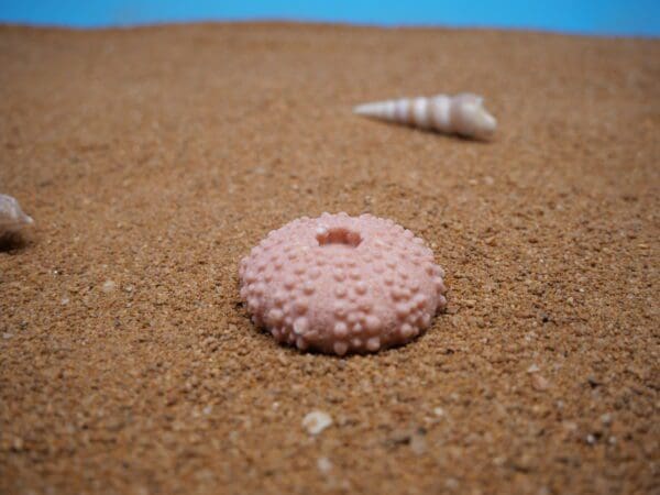 A pink sea urchin and shell on the sand.