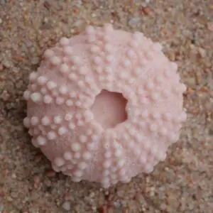 A pink sea urchin sitting on top of sand.