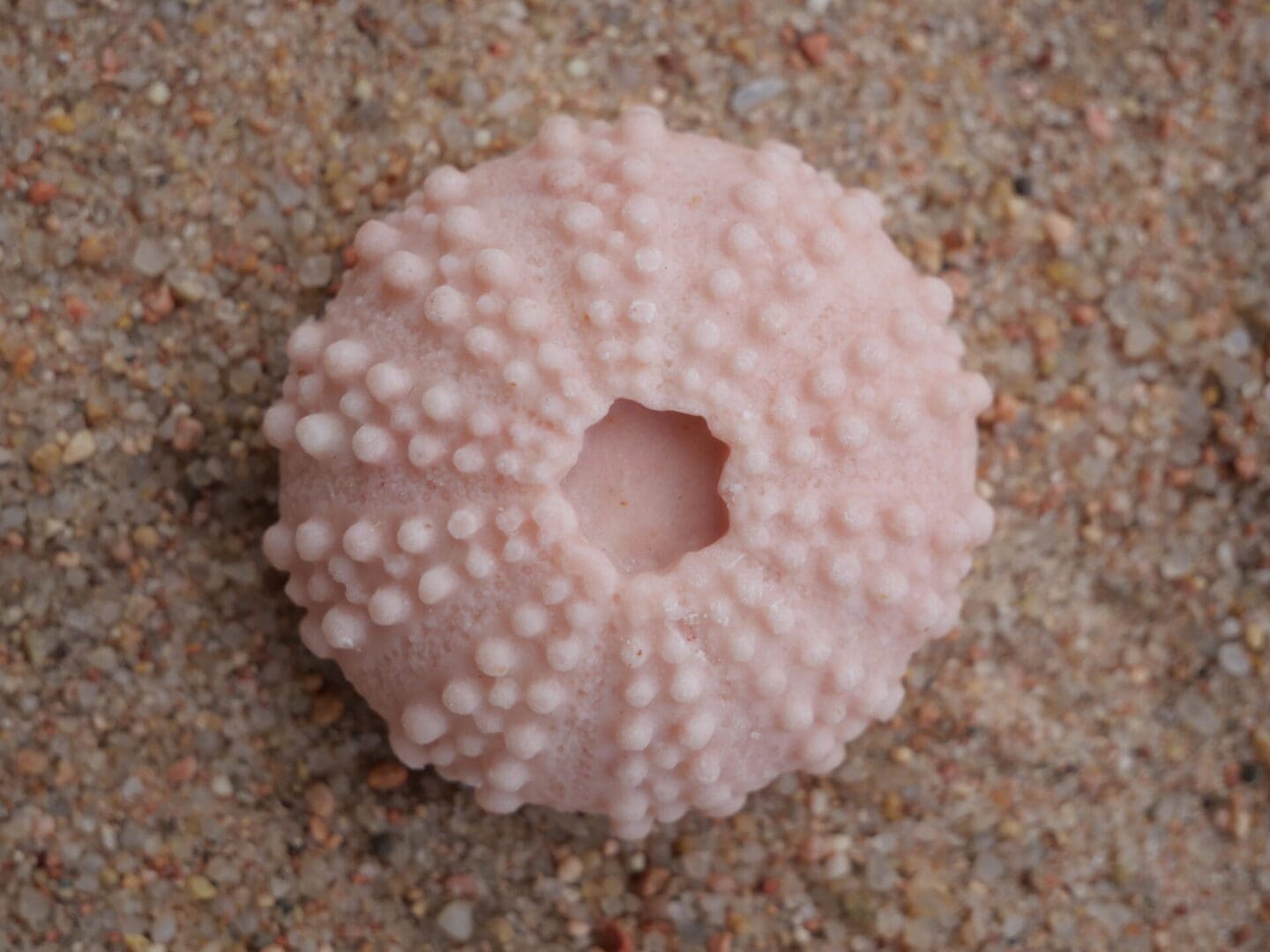 A pink sea urchin sitting on top of sand.