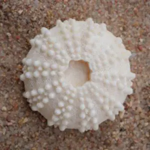 A white sea urchin shell on the ground.