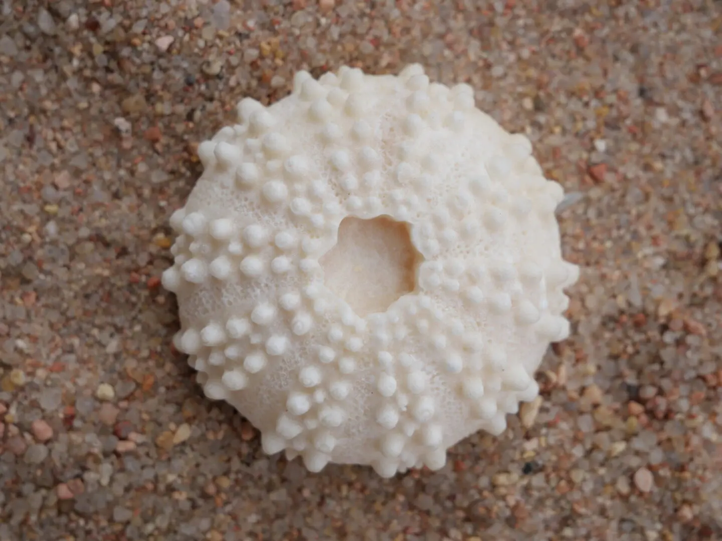 A white starfish with Shampoo Bar Essential for Normal to Dry Hair Mini Size on a sandy beach.
