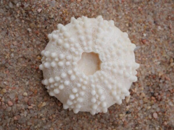 A white sea urchin shell on the ground.