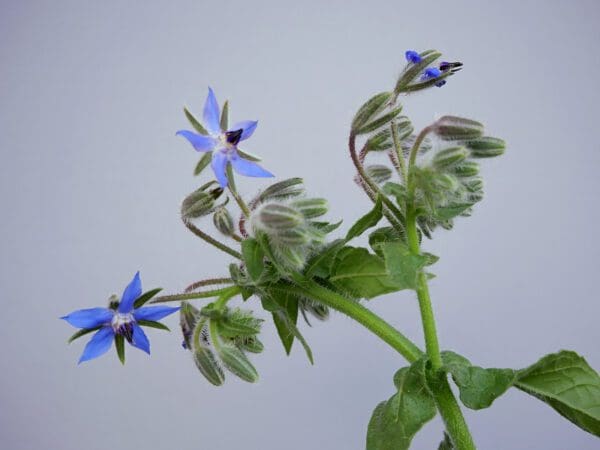 A close up of the flowers on a plant